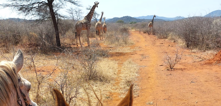 Safari à cheval en Namibie sur des pur-sang arabes - Caval&go
