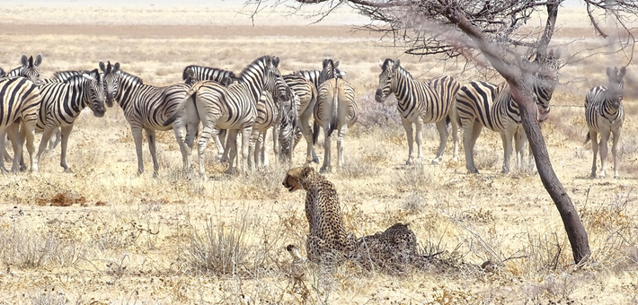 Safari à cheval en Namibie sur des pur-sang arabes - Caval&go