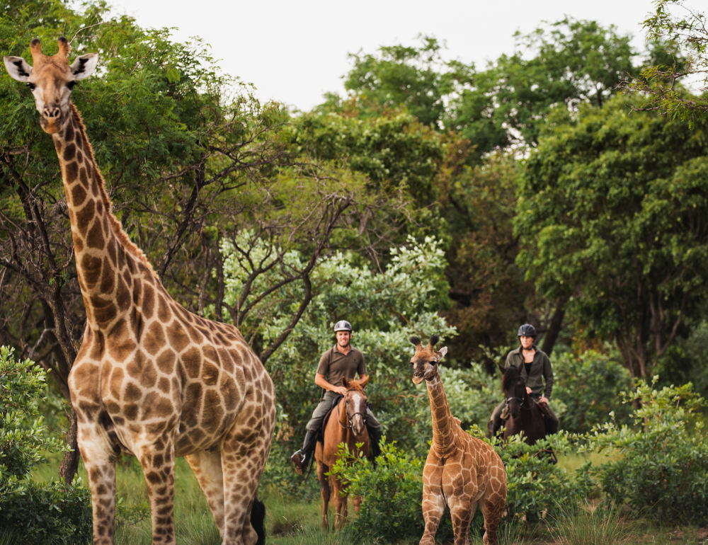 Safari équestre pour cavaliers confirmés dans une réserve privée en Afrique du Sud