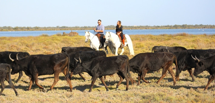 Escapade à cheval et tri de bétail en Camargue authentique - Caval&go