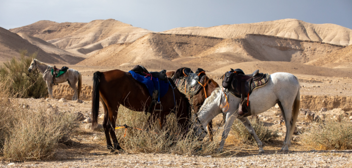 Aventure équestre en Israël - Caval&go