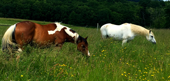 Séjour thérapie, méditation et bien-être pour le cheval - Caval&go