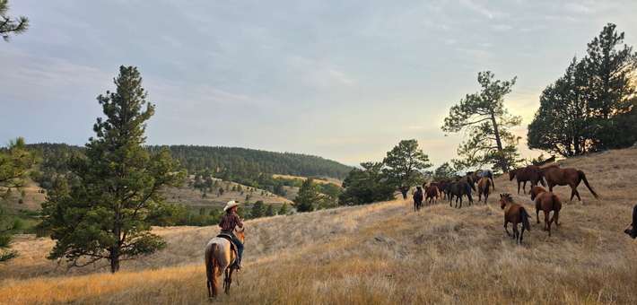 À la conquête du Far West : séjour en immersion chez les cow-boys du Wyoming - Caval&go