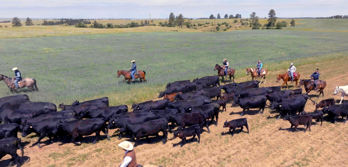 DÉPART EXCLUSIF EN PARTENARIAT AVEC CHEVAL MAGAZINE : Immersion cowboy au Wyoming - Caval&go