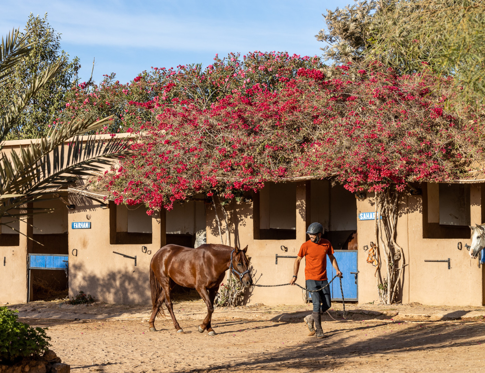 Séjour relation au Cheval, bien-être et yoga sur la côte marocaine