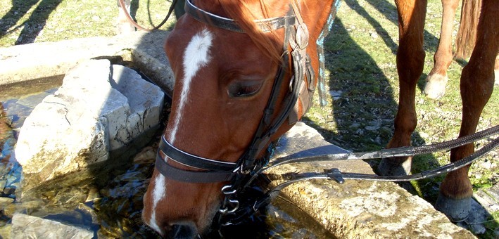 Randonnée à cheval sur les crêtes des Monts d