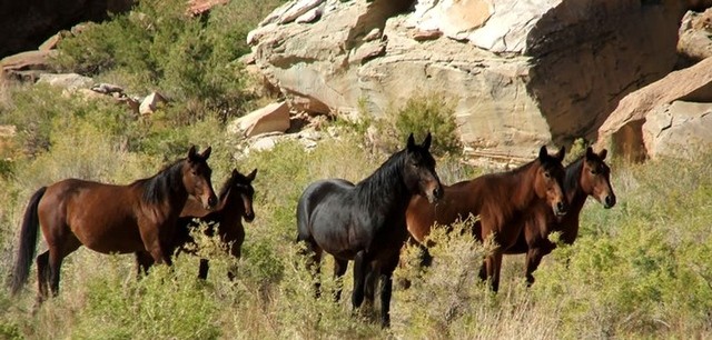 Randonnée équestre aux Etats-Unis - Mustangs sauvages