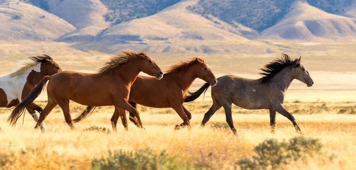 Randonnée équestre sur les terres des Mustangs sauvages