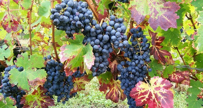 Randonnée équestre à travers les grands vins de Bordeaux