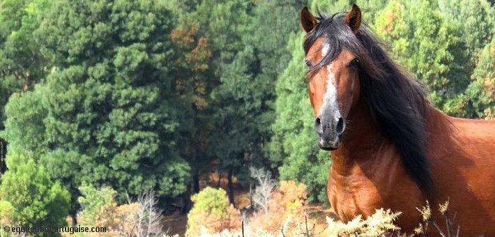 Randonnée équestre au Portugal à la rencontre des chevaux sauvages Garranos