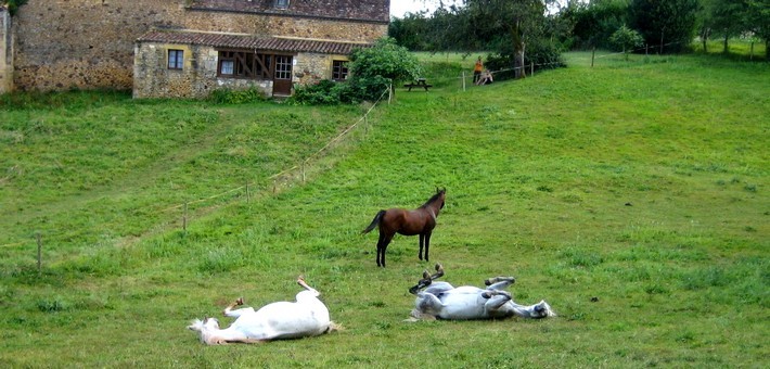Tour des Bastides du Périgord Pourpre à cheval - Caval&go