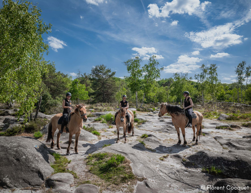 Week-end équestre de charme et découverte du cheval Henson en forêt de Fontainebleau