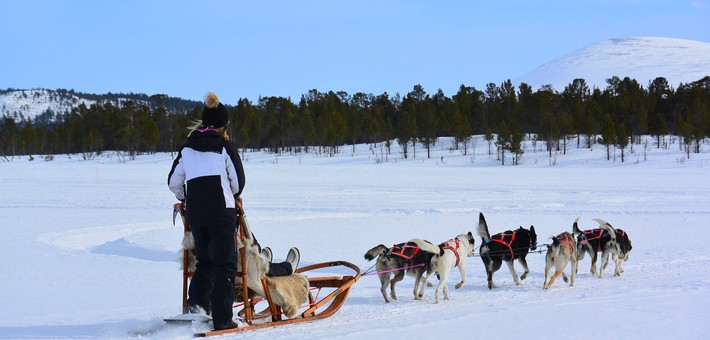 Séjour à cheval en Laponie Suédoise
