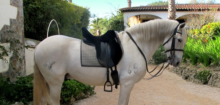 Equitation de dressage Haute Ecole au Portugal