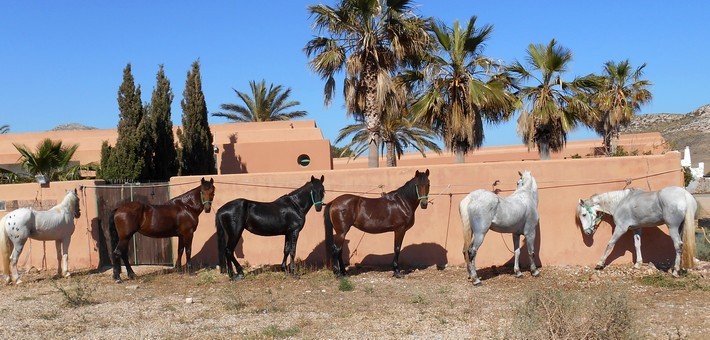 Initiation à l’équitation et balade à cheval en Andalousie - Caval&go
