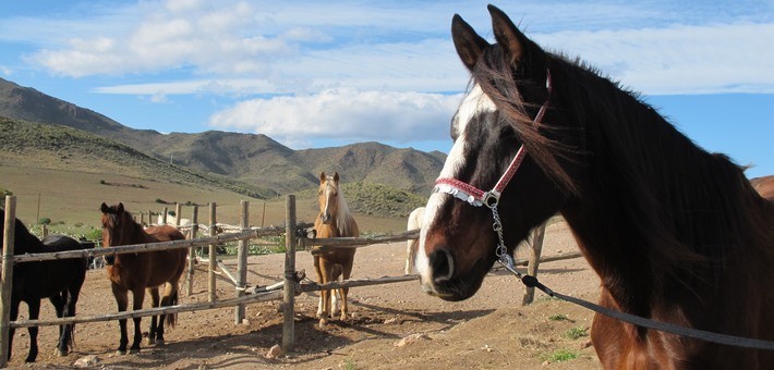 Initiation à l’équitation et balade à cheval en Andalousie - Caval&go