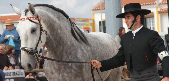 Stage de dressage et Feria de Golega au Portugal