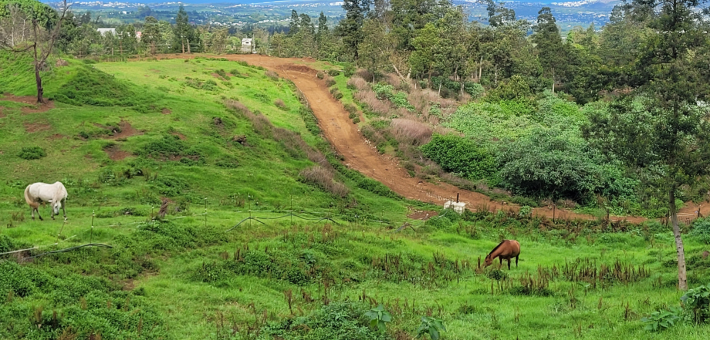 Randonnée et activités équestres à La Réunion - Caval&go