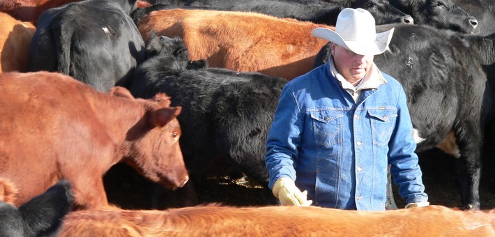 Séjour en Ranch aux USA dans la peau d’un Cowboy