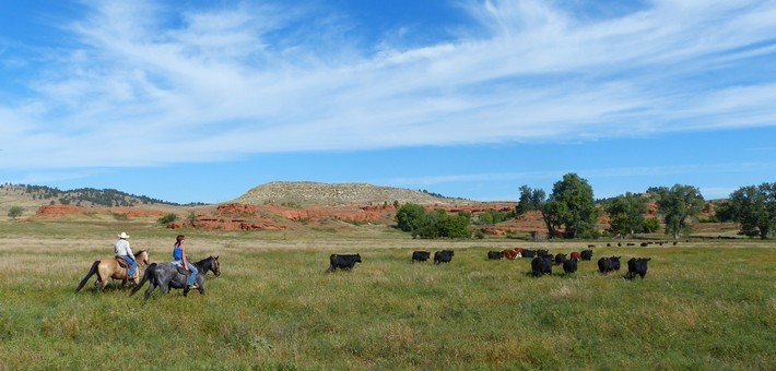 Ranch de travail et équitation western au Wyoming