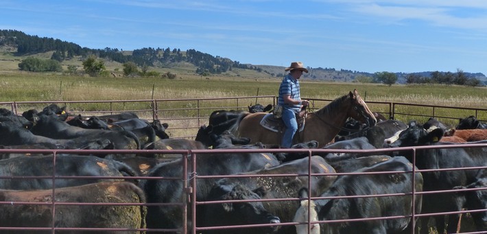 Ranch de travail et équitation western au Wyoming