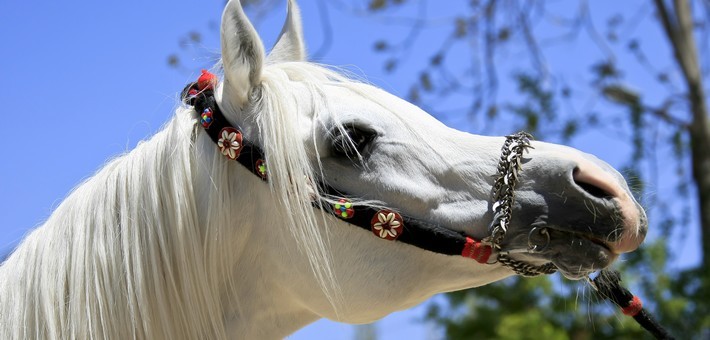 Voyage à cheval en Jordanie à la découverte des pur-sang arabes