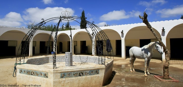 Voyage à cheval en Jordanie à la découverte des pur-sang arabes - Caval&go