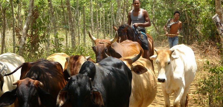 Rando cheval Caraïbes en Rep Dom