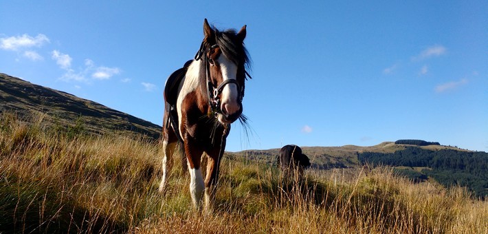 Escapade à cheval sur la côte d'Argyll en Ecosse