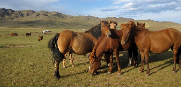 Trek à cheval en Mongolie 
