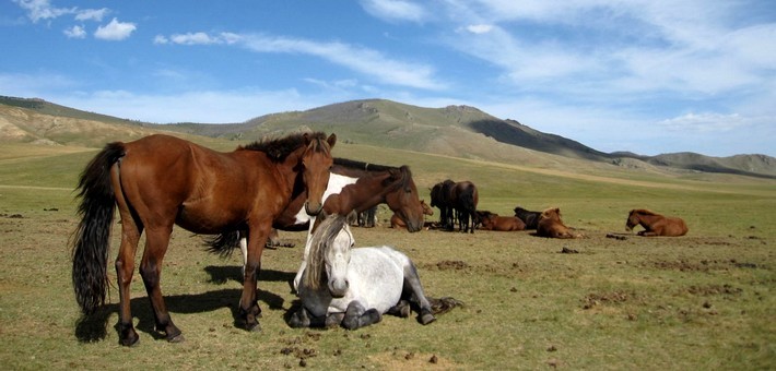 Randonnée équestre en Mongolie