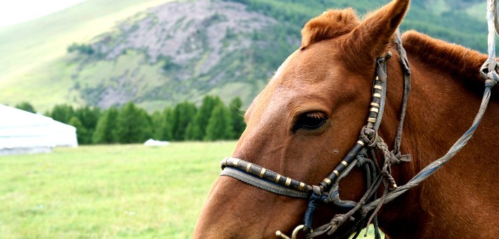 Randonnée à cheval en autonomie dans la région du Khentii
