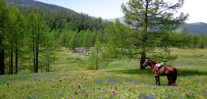 Trek à cheval en Mongolie dans le Khentii