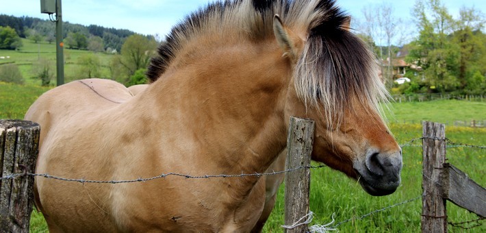 La Bourgogne à cheval en pays Charolais – Brionnais - Caval&go