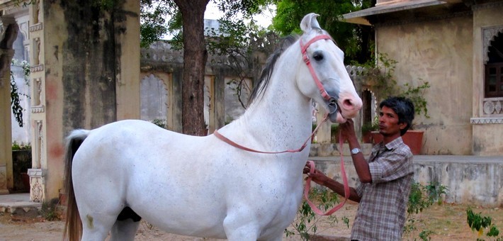 Randonnée équestre au Royaume des chevaux Marwari en Inde