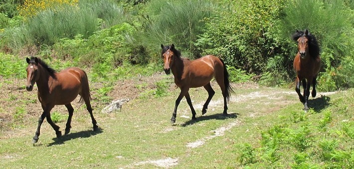 Portugal authentique, randonnée équestre au pays des chevaux Garranos - Caval&go
