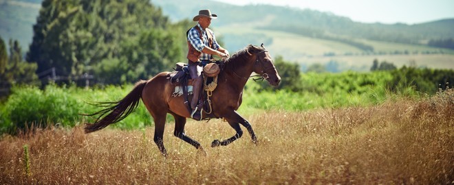 Voyage à cheval sur la route des vins - Région viticole du Cap - Caval&go