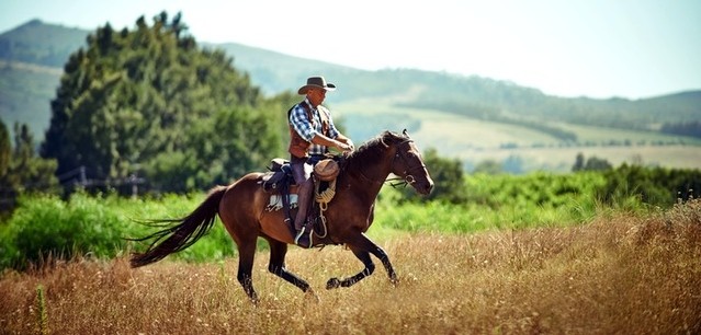 Voyage à cheval sur la route des vins - Région viticole du Cap