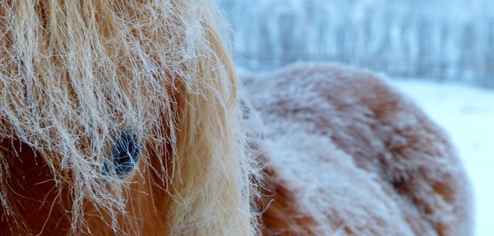 Randonnée équestre hivernale en Laponie suédoise