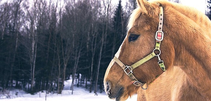 Randonnée à cheval et activités hivernales au Québec