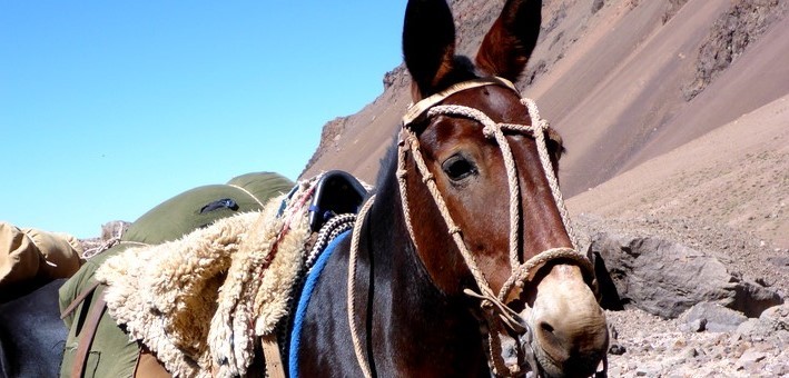 Randonnée équestre à travers les Andes du Chili à l
