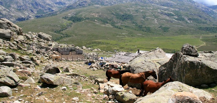 Initiation à la randonnée équestre en Corse