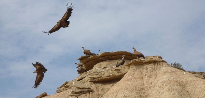 Randonnée équestre dans le désert des Bardenas