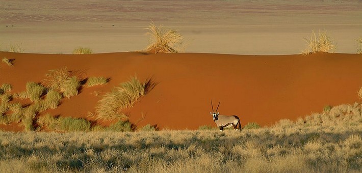 Randonnée équestre dans le désert du Namib