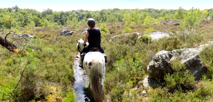 Randonnée équestre dans le grand massif de la forêt de Fontainebleau