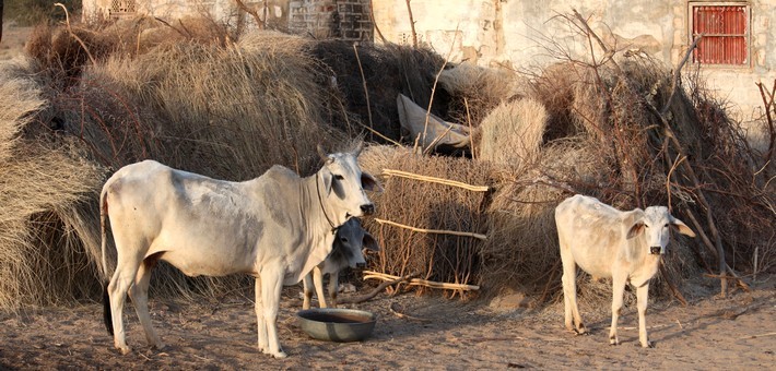 Randonnée à cheval dans le désert du Shekhawati en Inde - Caval&go