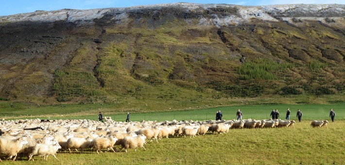 Randonnée équestre pour le grand rassemblement de moutons en Islande