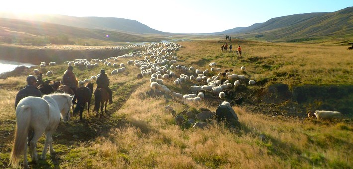 Randonnée équestre pour le grand rassemblement de moutons en Islande