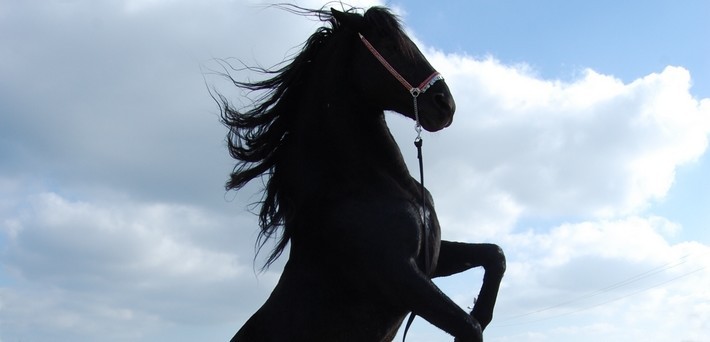 Randonnée à cheval sur Minorque - Caval&go