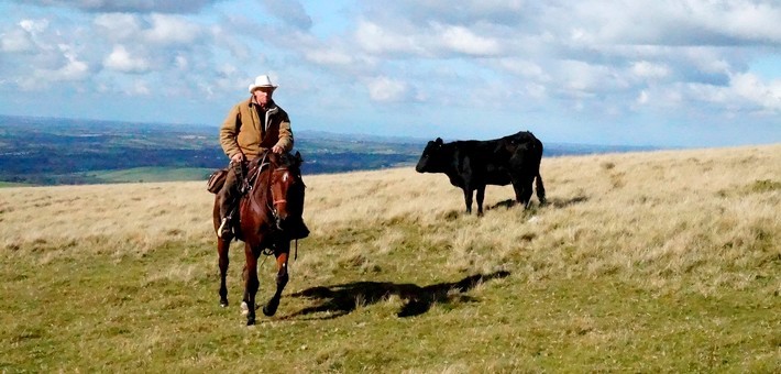 Convoyage de bétail et de chevaux en Angleterre